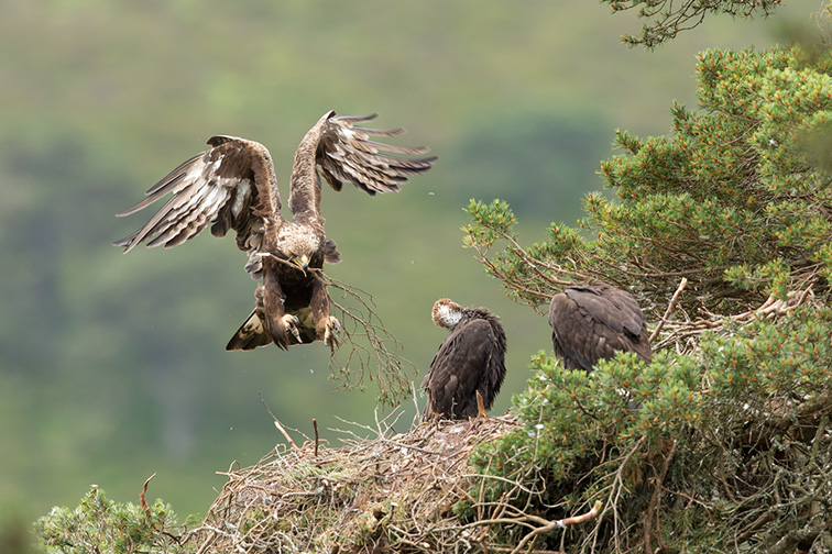 Golden eagle (Aquila chyrsaetos) adult female flying into nest site with small branch, Cairngorms National Park, Scotland